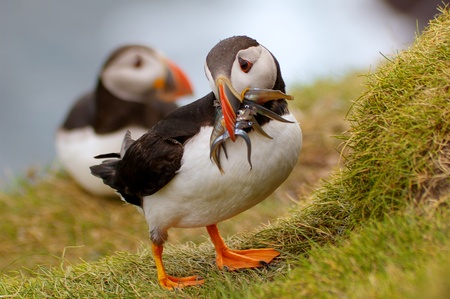 Adult Puffin on Mykines, Faroe Islands, returning to his nest with mouthful of sandeels for the...