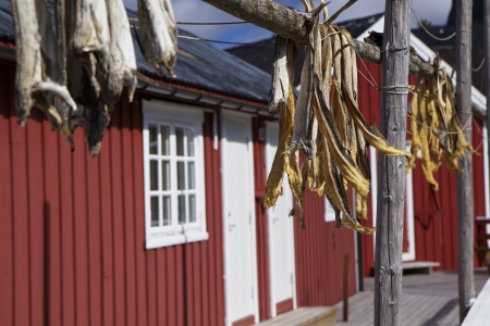 Dried stockfish hanging in front of fishing hut on Lofoten islands in Norwayの写真素材