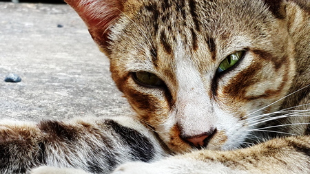 Young catの写真素材