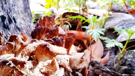 Wild mushroomの写真素材