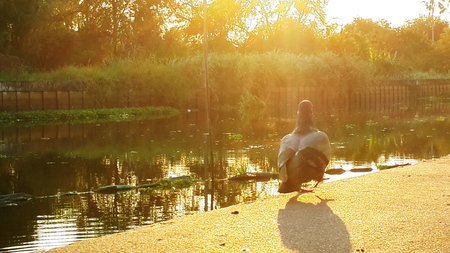 Alone bird beside of the riverの写真素材