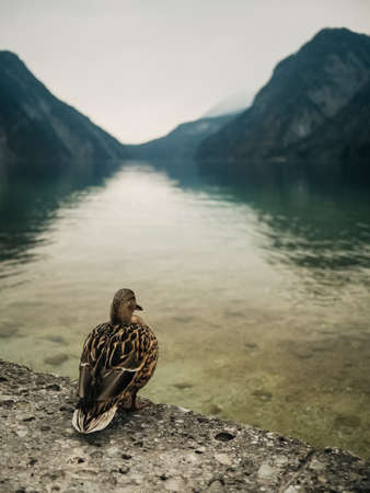 a lonely duck stands on the edge of a natural lake with melancholy weather, mountains, and gray sky in soft-focus in the background.の写真素材