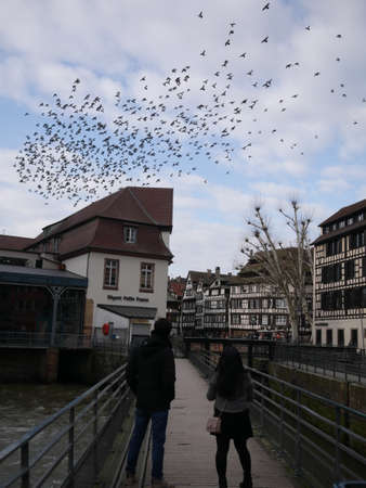 watching flock of birds while crossing a bridge.のeditorial素材