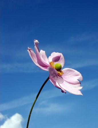 A image of a Japanese Anemone flower with a sky background.の写真素材