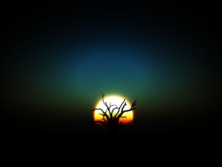 An image of a bare tree in a desert landscape.の写真素材