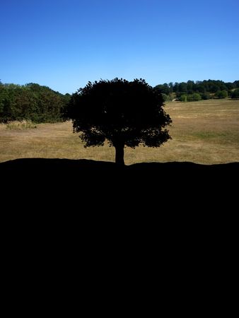 A image of a silhouette of a single tree, with a forest background.