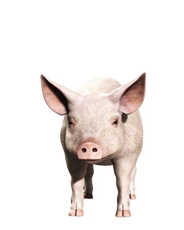 A simple image of a pink farm pig.の写真素材