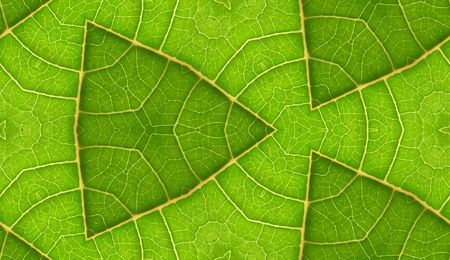 A seamless pattern background texture of the underside of a green leaf.の写真素材
