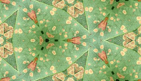 Odd Leaf Pattern Textureの写真素材
