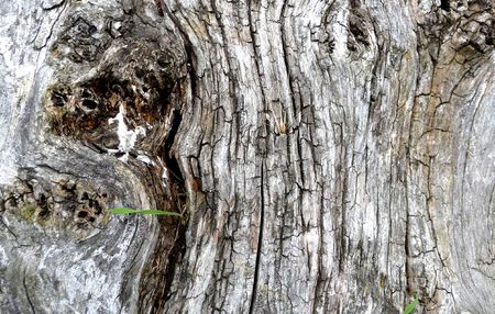 A close up of tree bark that would be a good background texture.  