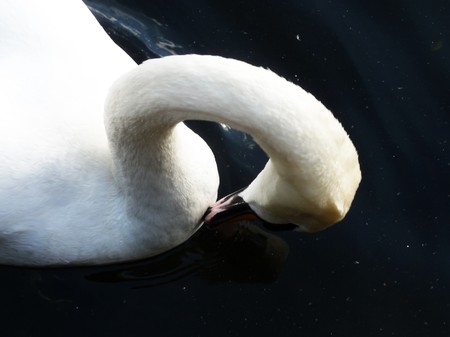 Swan floating on Eagle Pond.の写真素材