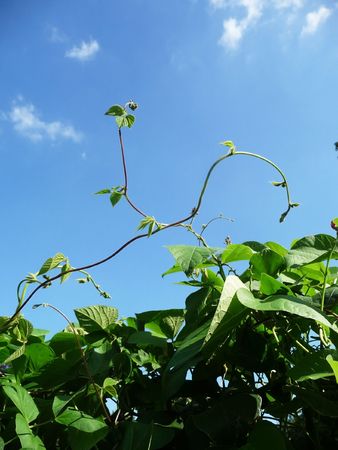 A runner bean plant against a blue sky.の写真素材