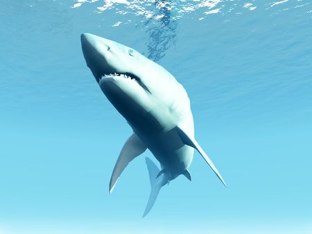 A shark that is swimming under the surface of the sea.の写真素材