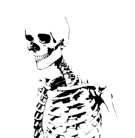 Image of an illustrated skeleton for medical or Halloween concepts.の写真素材