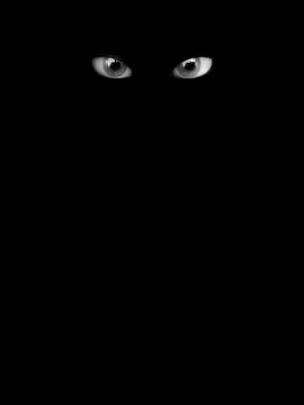 Some scary looking eyes in the dark, could be good for Halloween.  の写真素材