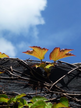 A vine growing on some dead timber.の写真素材