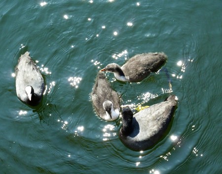 A family of Moorhens floating on water.の写真素材