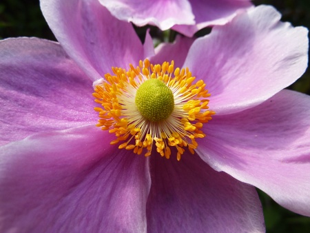 A extreme close up view of a Japanese Anemone flower.
の写真素材