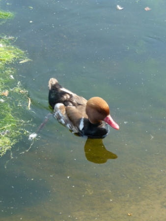 Varity of ducks floating on the water of a lake.の写真素材
