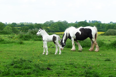 Young black and white foal in a large overgrown field.の写真素材