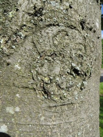 Close up of tree barkの写真素材