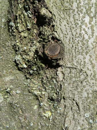 Close up of tree barkの写真素材