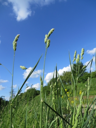 View of some grass with blue sky background. の写真素材