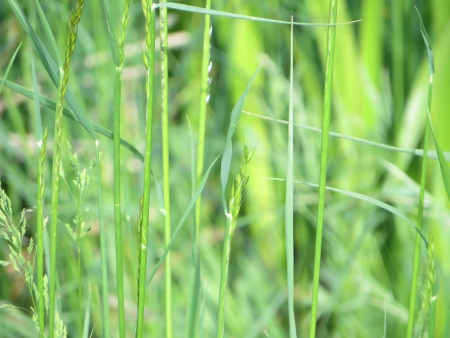 Close up of some assorted grasses that make an interesting natural background.の写真素材