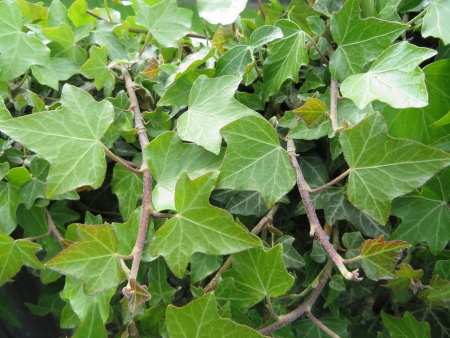 Close up of Ivy leavesの写真素材