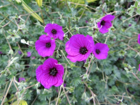 Close up of some small purple flowersの写真素材