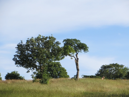 View of some trees growing in the historic Greenwich Park の写真素材