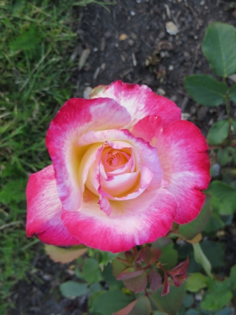 A close up view of a pink rose の写真素材
