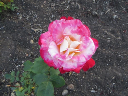 A close up view of a pink rose の写真素材