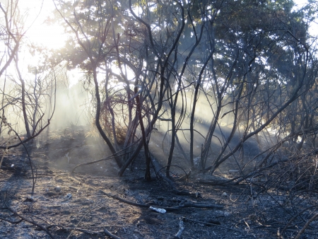Epping Forest after a major forest fire.のeditorial素材