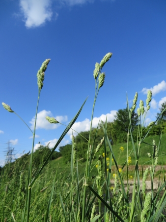 Grass with the blue summer sky in the background.の写真素材