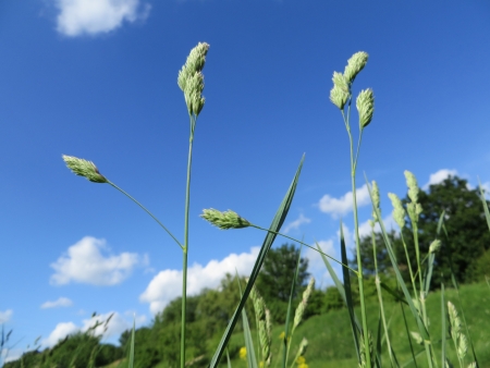 Grass with the blue summer sky in the background.の写真素材
