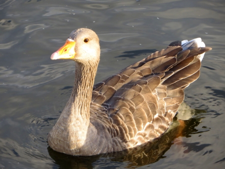 Goose that is on the Serpentine is Hyde Park in London.の写真素材