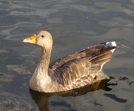 Goose that is on the Serpentine is Hyde Park in London.の写真素材