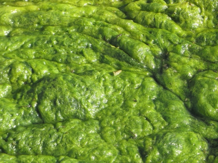 Green Algae growing in a small pond.の写真素材