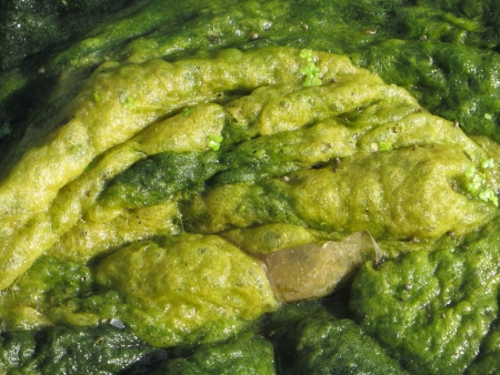 Green Algae growing in a small pond.の写真素材