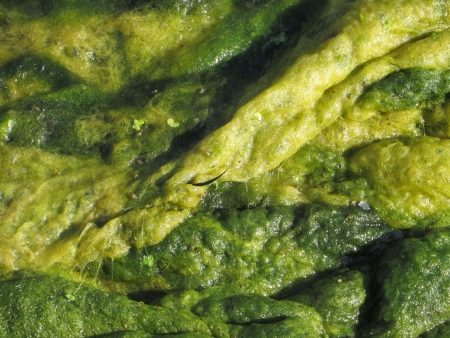Green Algae growing in a small pond.の写真素材