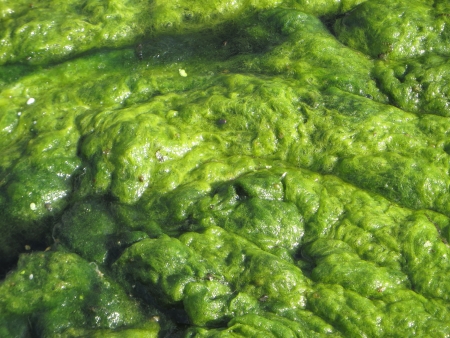 Green Algae growing in a small pond.の写真素材