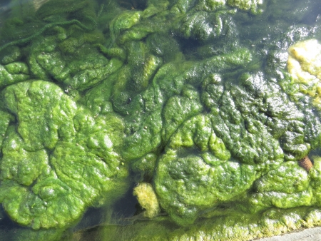 Green Algae growing in a small pond.の写真素材