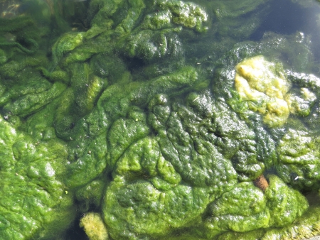 Green Algae growing in a small pond.の写真素材