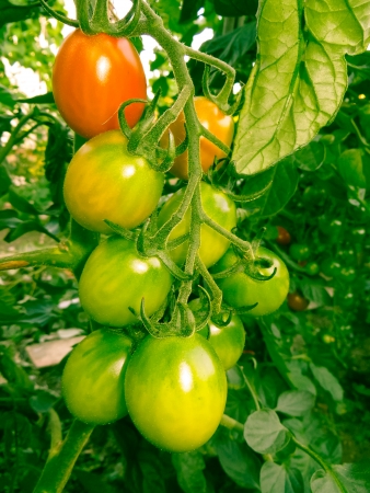 Tomatoes that are ripening in the hot summer sun.の写真素材