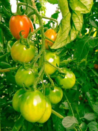 Tomatoes that are ripening in the hot summer sun.の写真素材