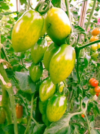 Tomatoes that are ripening in the hot summer sun.の写真素材