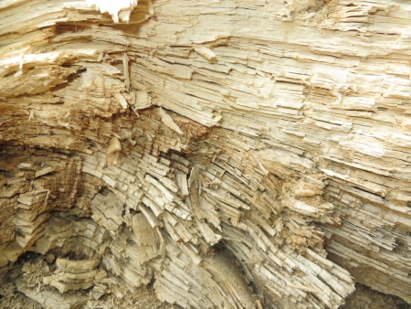 Close up of some wood chippings on a Fallen tree.の写真素材