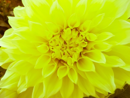 Close up Yellow Dahla flower growing in the summer sun.の写真素材