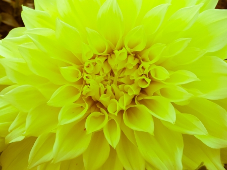 Close up Yellow Dahla flower growing in the summer sun.の写真素材